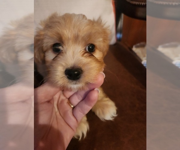 Medium Photo #3 Papitese Puppy For Sale in ORANGEBURG, SC, USA
