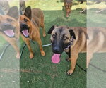 Small #3 Anatolian Shepherd Mix