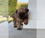 Image preview for Ad Listing. Nickname: AKC Lenny
