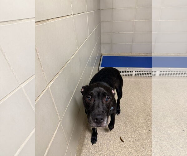 Medium Photo #8 Labrador Retriever Puppy For Sale in Virginia Beach, VA, USA