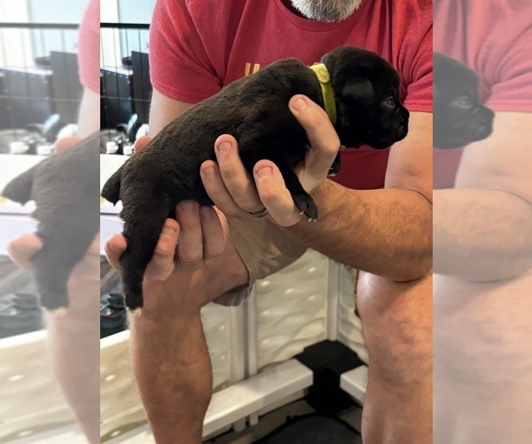 Medium Photo #37 Cane Corso Puppy For Sale in REEVESVILLE, SC, USA
