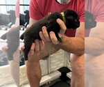 Small Photo #37 Cane Corso Puppy For Sale in REEVESVILLE, SC, USA