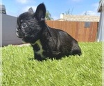 Small Photo #90 French Bulldog Puppy For Sale in COLUMBUS, OH, USA