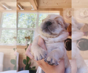 Chow Chow Puppy for sale in SANTA MONICA, CA, USA