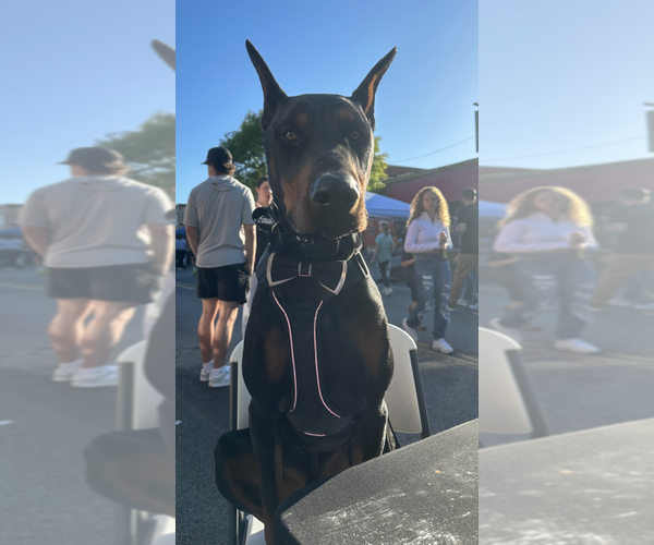 Medium Photo #1 Doberman Pinscher Puppy For Sale in TAHLEQUAH, OK, USA