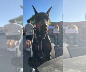 Father of the Doberman Pinscher puppies born on 08/03/2025