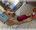 Small Photo #3 Mutt Puppy For Sale in Murfreesboro, NC, USA