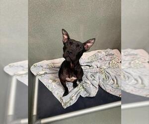 Mutt Dogs for adoption in Lee's Summit, MO, USA