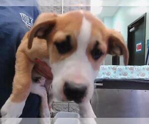 German Shepherd Dog-Unknown Mix Dogs for adoption in Tulsa, OK, USA