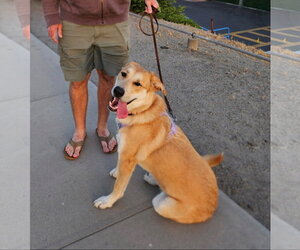 Great Pyrenees Dogs for adoption in San Diego, CA, USA