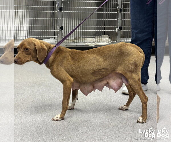 Medium Photo #3 Beagle-Retriever  Mix Puppy For Sale in Washington, DC, USA