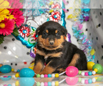 Puppy Harvey Rottweiler