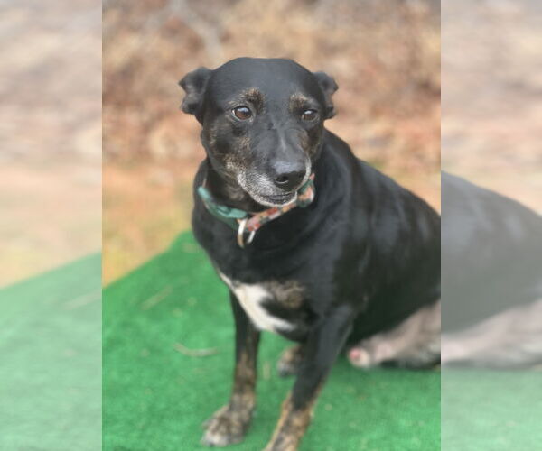 Medium Photo #4 Mutt Puppy For Sale in Lakemont, GA, USA