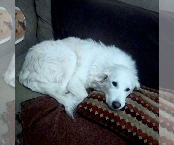 Medium Photo #4 Great Pyrenees Puppy For Sale in Spring, TX, USA