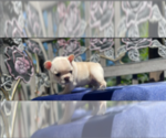 Small Photo #9 French Bulldog Puppy For Sale in SIOUX FALLS, SD, USA