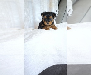 Medium Yorkshire Terrier