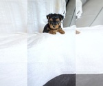 Puppy Milo Yorkshire Terrier