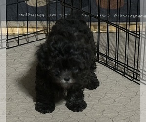 Shih-Poo Puppy for sale in GLOUCESTER, VA, USA
