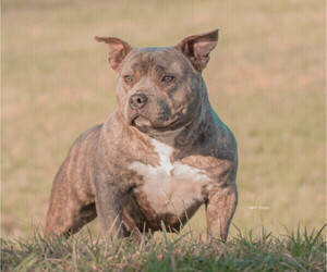 Mother of the American Bully puppies born on 04/23/2025