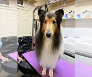 Spirit - Male Collie Dog for Adoption - Photo #2
