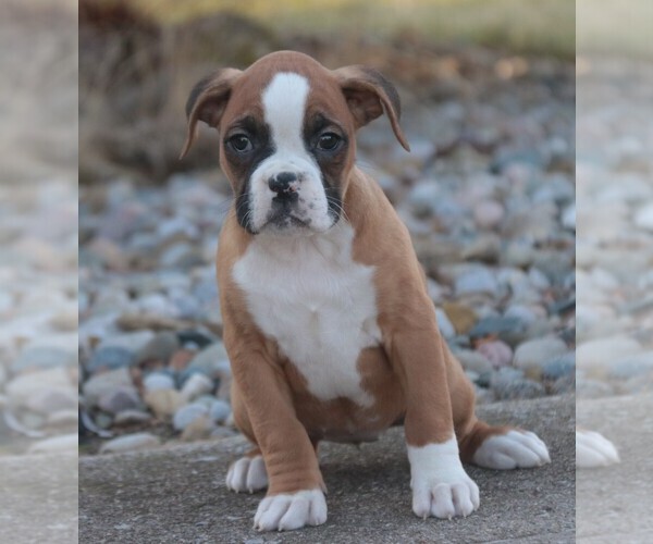 Medium Photo #5 Boxer Puppy For Sale in SHIPSHEWANA, IN, USA
