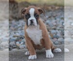 Small #4 Boxer