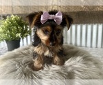 Small #3 Yorkshire Terrier