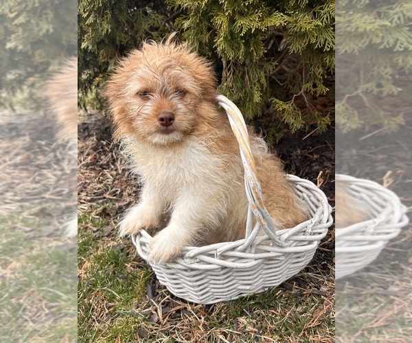 Medium Photo #3 Shiranian Puppy For Sale in MIDDLEBURY, IN, USA