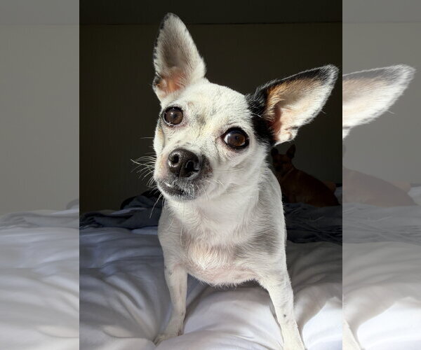 Medium Photo #1 Chihuahua-Unknown Mix Puppy For Sale in San Francisco, CA, USA