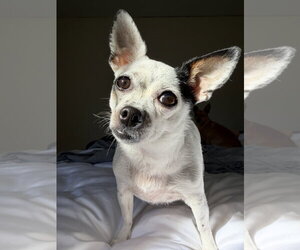 Chihuahua-Unknown Mix Dogs for adoption in San Francisco, CA, USA