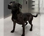 Small #1 Labrador Retriever Mix