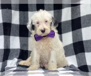 Australian Cattle Dog-Poodle (Standard) Mix Puppy for sale in LAKELAND, FL, USA