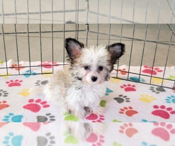 Medium Photo #4 Papitese Puppy For Sale in ORO VALLEY, AZ, USA