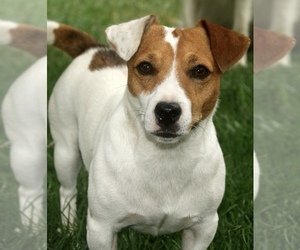 Mother of the Jack Russell Terrier puppies born on 06/19/2025