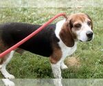Small #12 Beagle