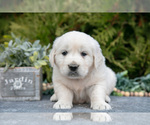 Small #1 English Cream Golden Retriever
