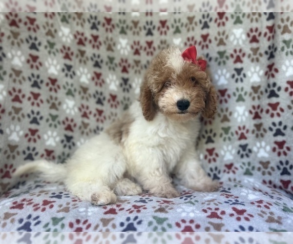 Medium Photo #9 Cock-A-Poo Puppy For Sale in LAKELAND, FL, USA