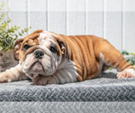 Puppy Cody English Bulldog
