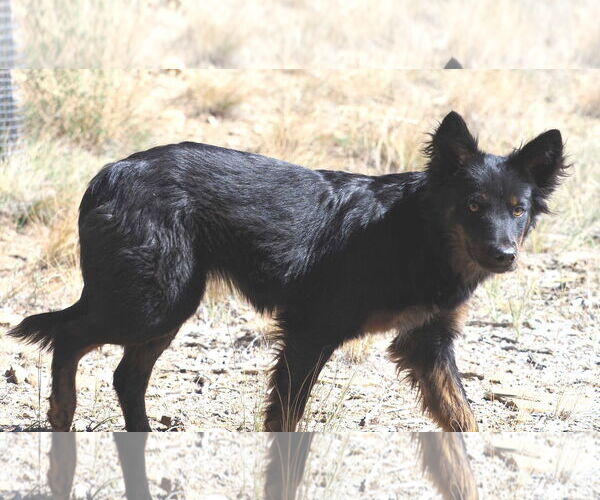 Medium Photo #3 Mutt Puppy For Sale in Chama, NM, USA