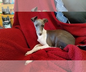 Italian Greyhound Puppy for sale in MIAMI, OK, USA