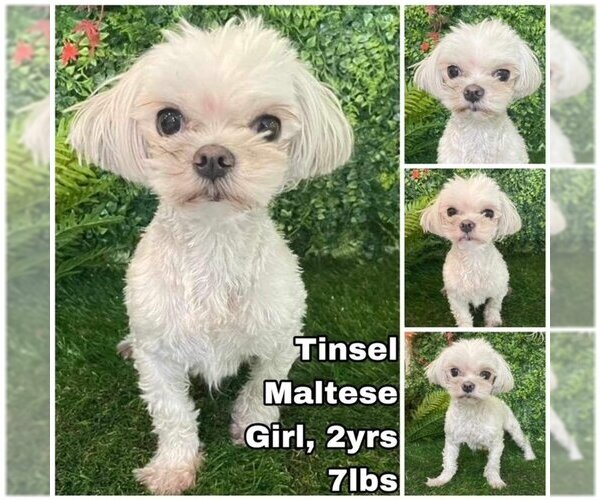 Medium Photo #1 Maltese Puppy For Sale in Seattle, WA, USA