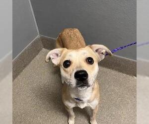 Labrador Retriever-Unknown Mix Dogs for adoption in Las Vegas, NV, USA
