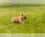 Small Photo #34 Shiba Inu Puppy For Sale in MILLERSBURG, IN, USA
