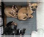 Small #16 Chihuahua Mix