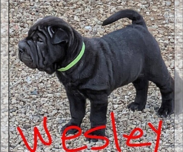 Medium Photo #1 Chinese Shar-Pei Puppy For Sale in MOHAVE VALLEY, AZ, USA