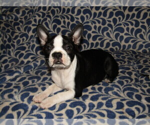 Boston Terrier Puppy for sale in SPENCERVILLE, IN, USA