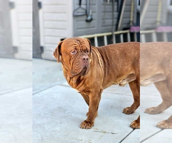 Medium Photo #9 Dogue de Bordeaux Puppy For Sale in RIALTO, CA, USA