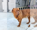 Small Photo #9 Dogue de Bordeaux Puppy For Sale in RIALTO, CA, USA