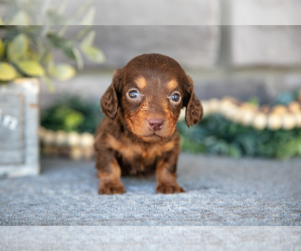 Medium Photo #3 Dachshund Puppy For Sale in TOPEKA, IN, USA