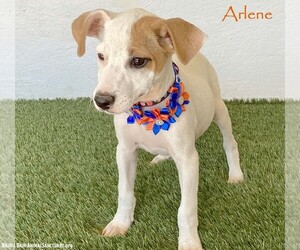 Jack Russell Terrier-Unknown Mix Dogs for adoption in San Diego, CA, USA